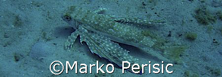 Tub-fish (Trigloporus lastoviza) Dont see them to often.C... by Marko Perisic 